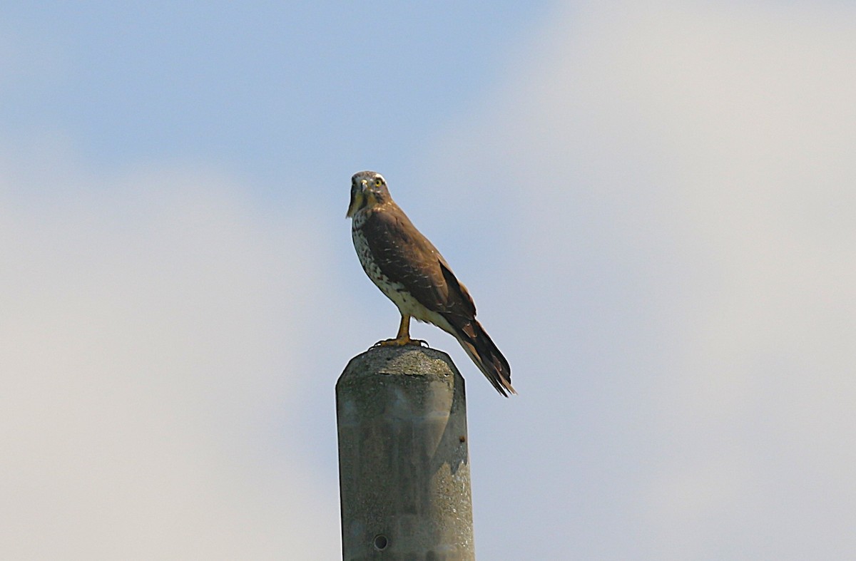 gråkinnvåk - ML647277530