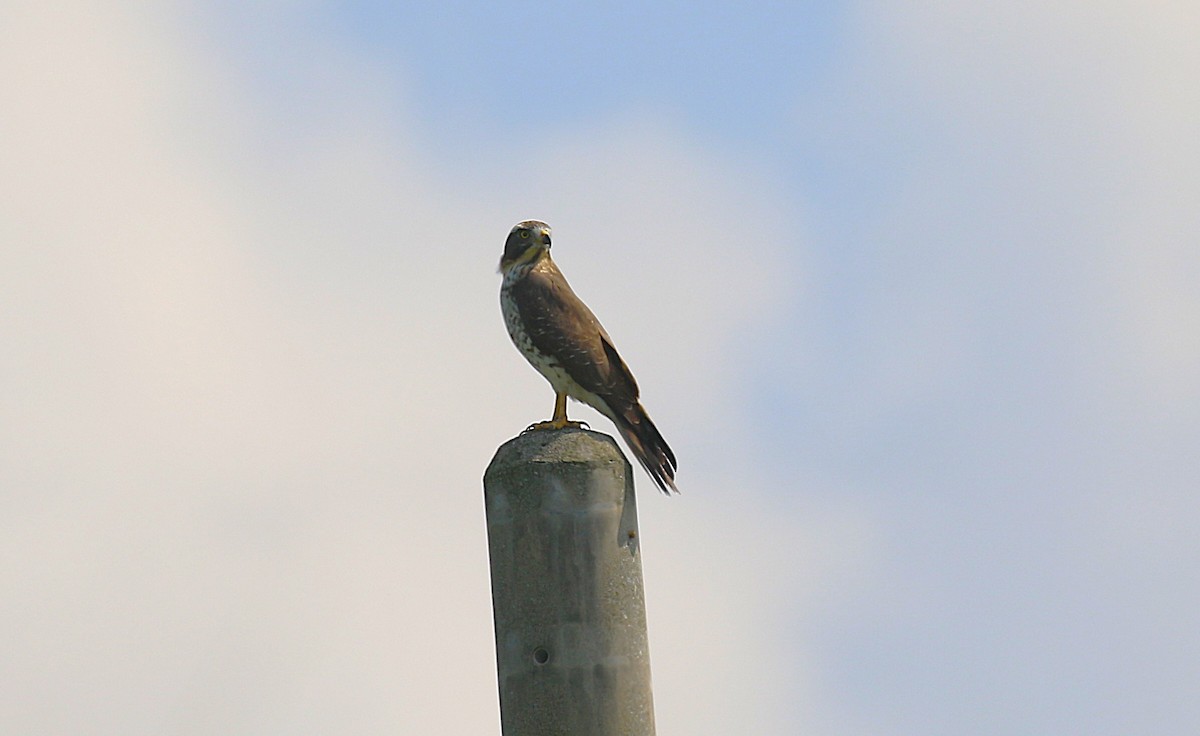 gråkinnvåk - ML647277531