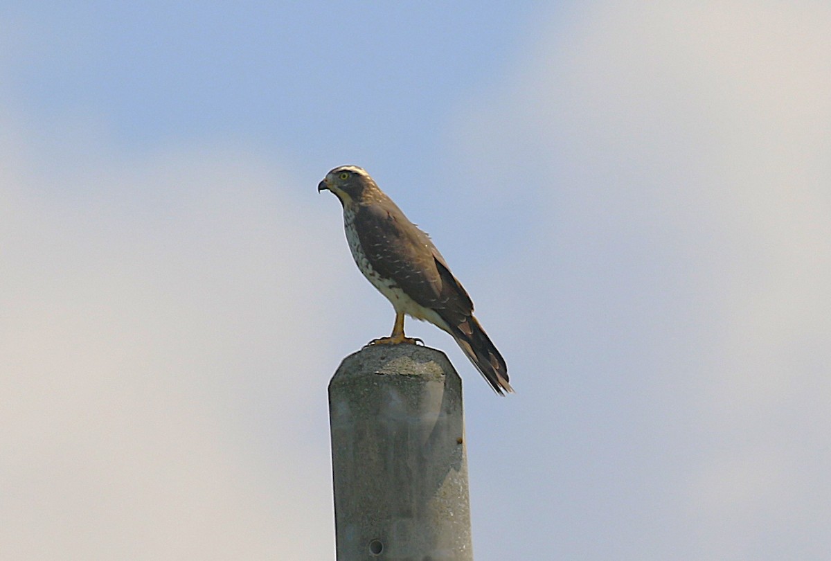 gråkinnvåk - ML647277532