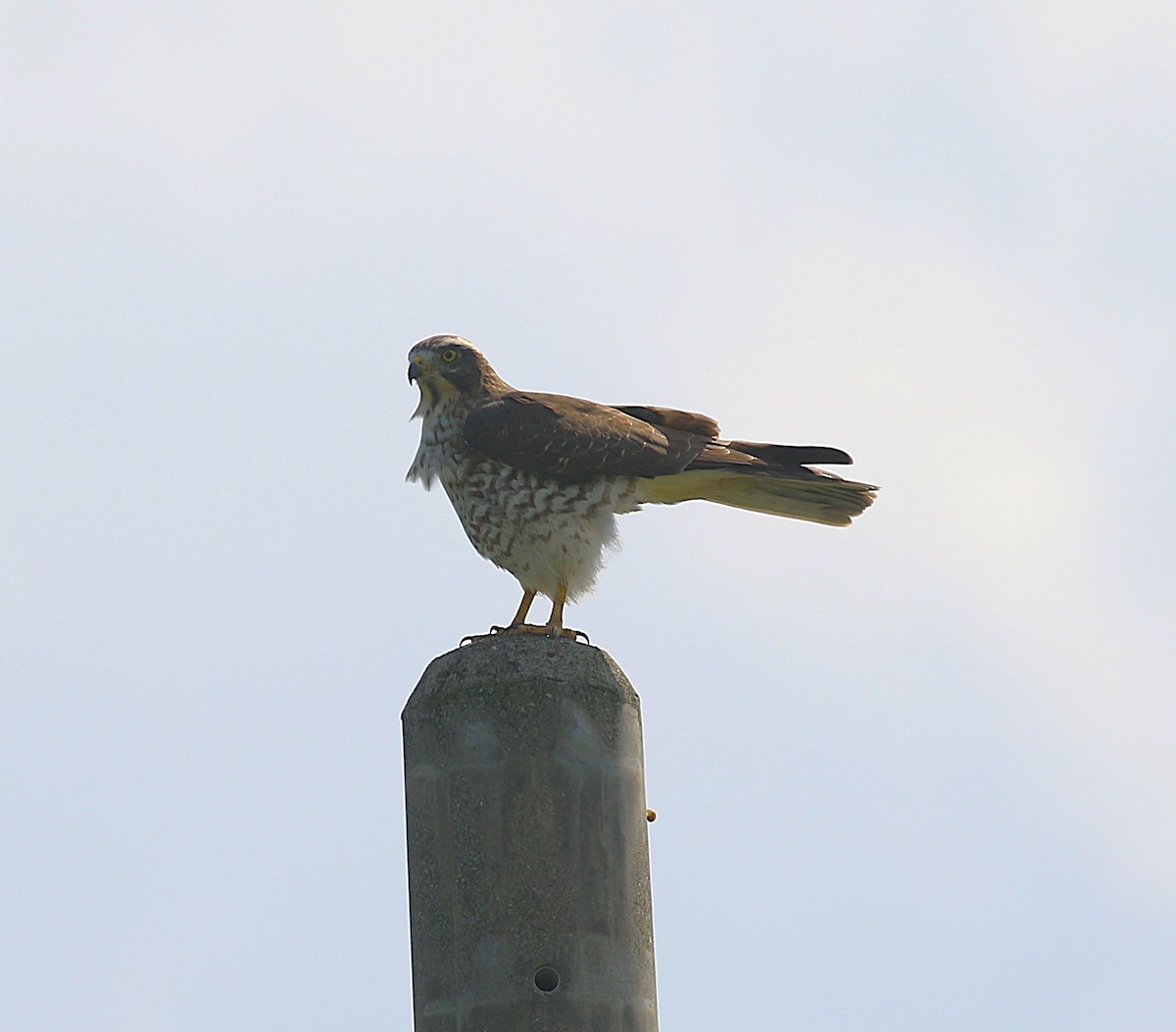 gråkinnvåk - ML647277533