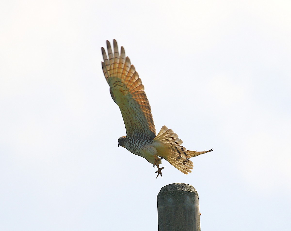 gråkinnvåk - ML647277534