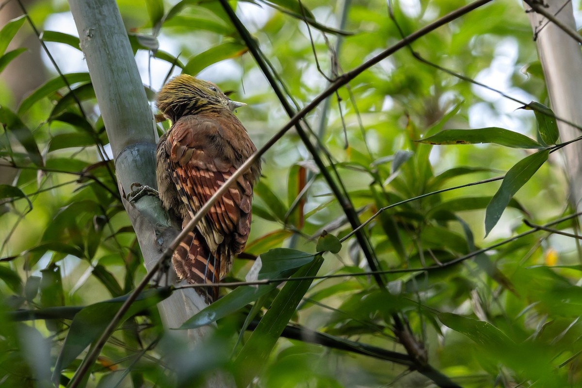 Pale-headed Woodpecker - ML647277544