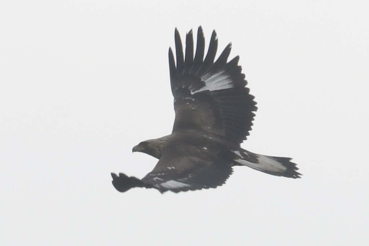 עיט זהוב - ML647277550