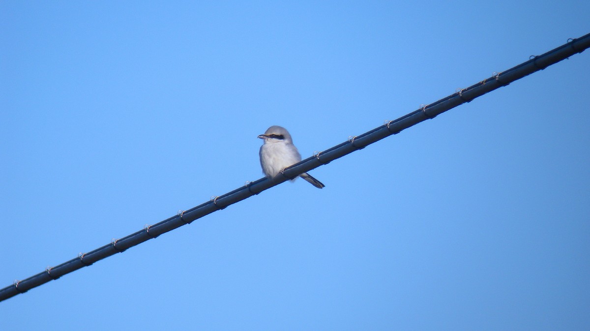 Great Gray Shrike - ML647277551