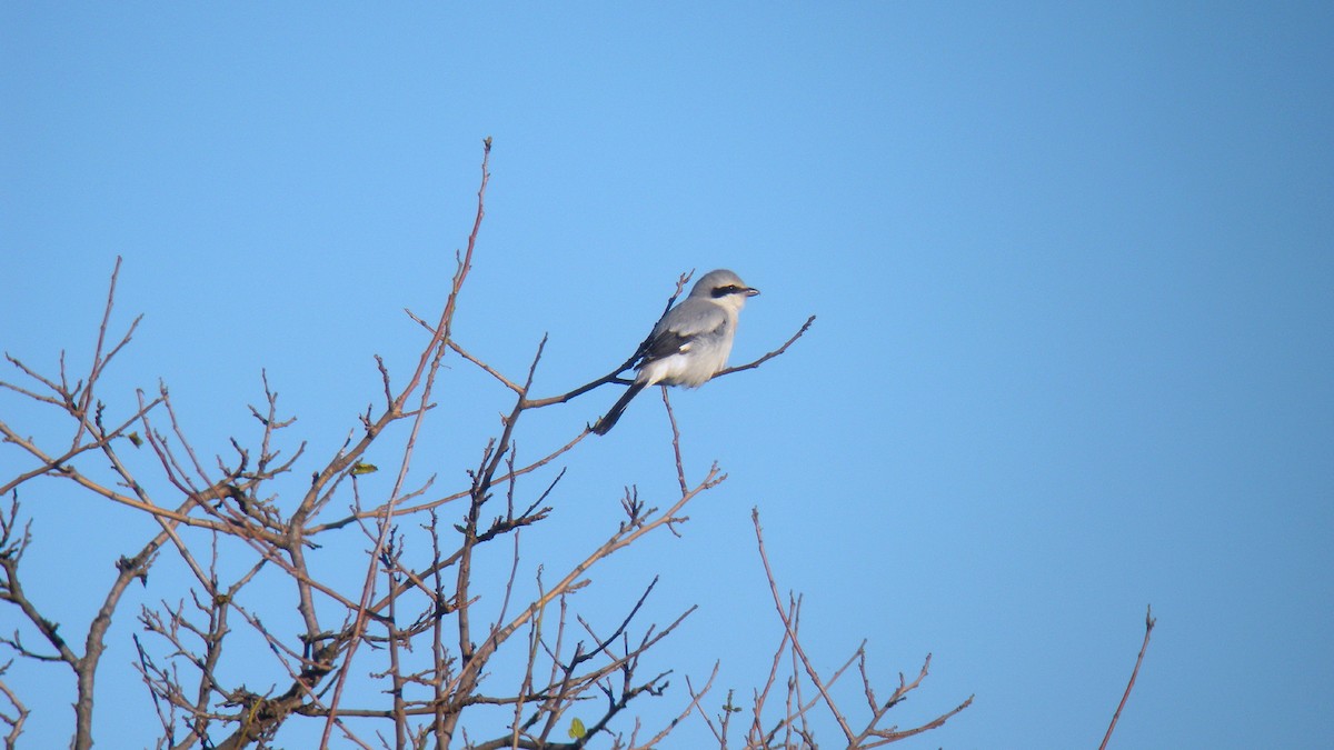 Great Gray Shrike - ML647277557