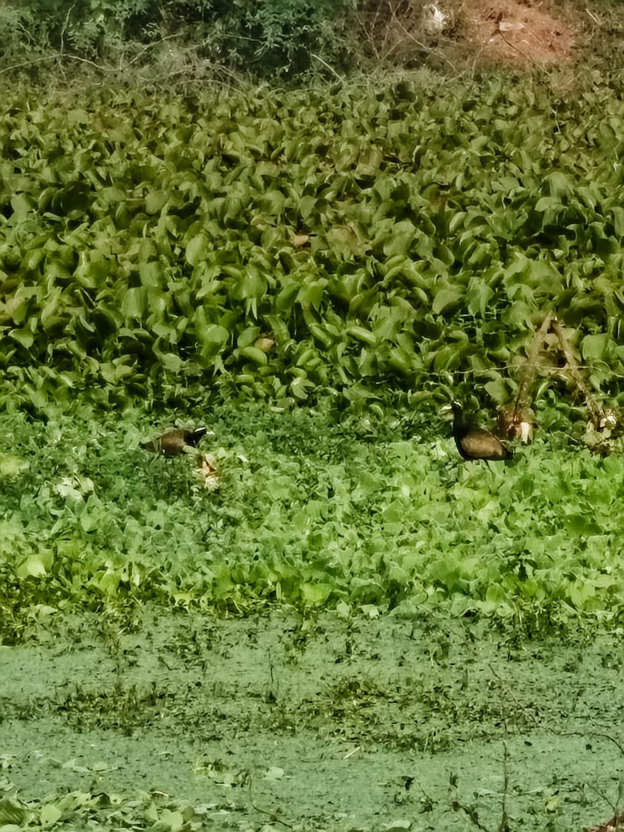 Bronze-winged Jacana - ML647277563