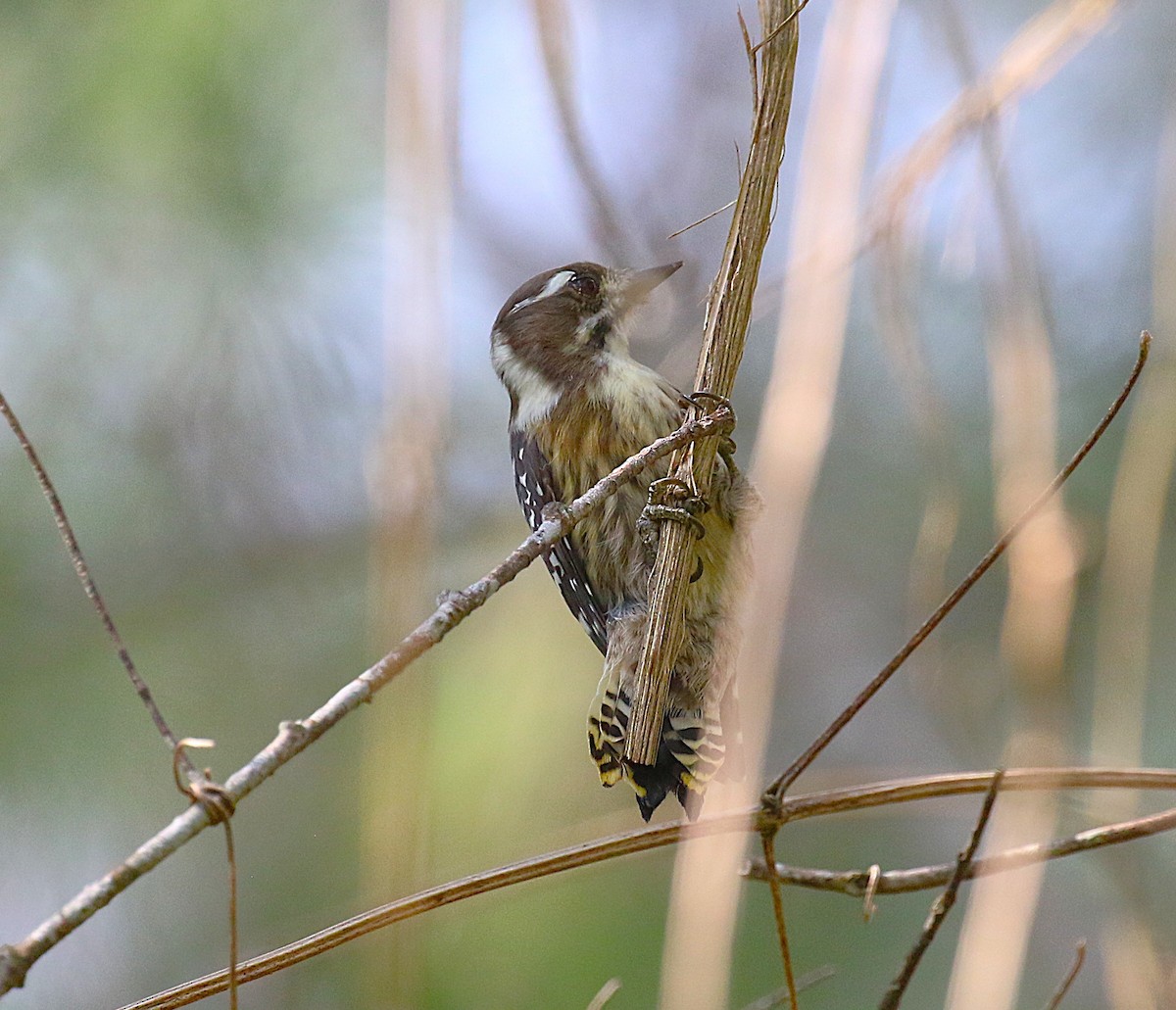 knøttspett - ML647277566