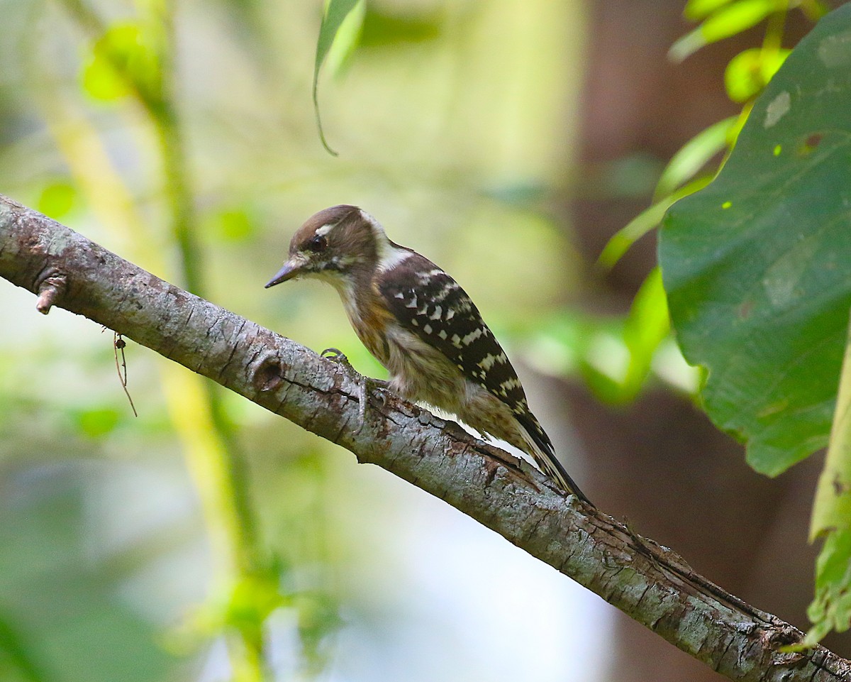 knøttspett - ML647277567