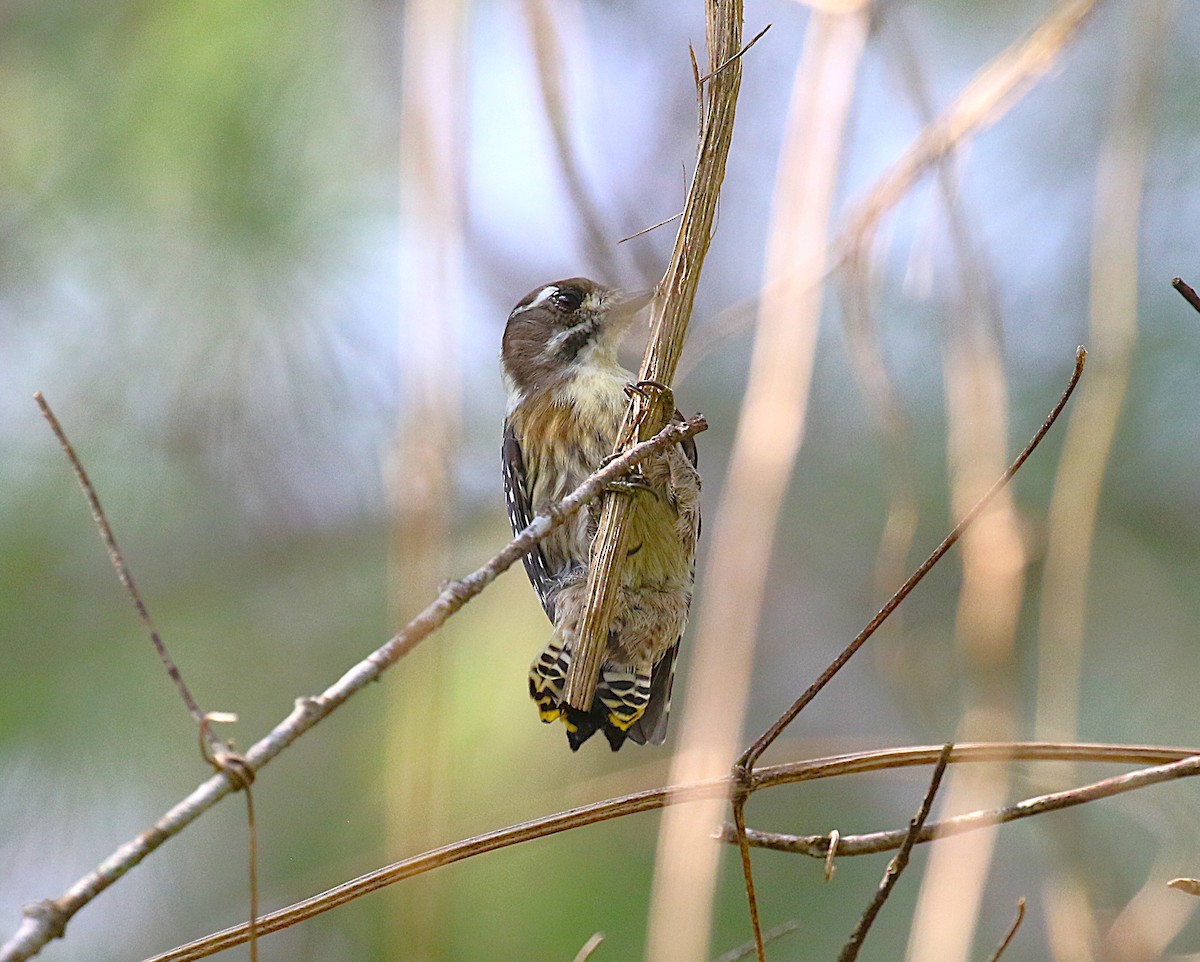 knøttspett - ML647277569