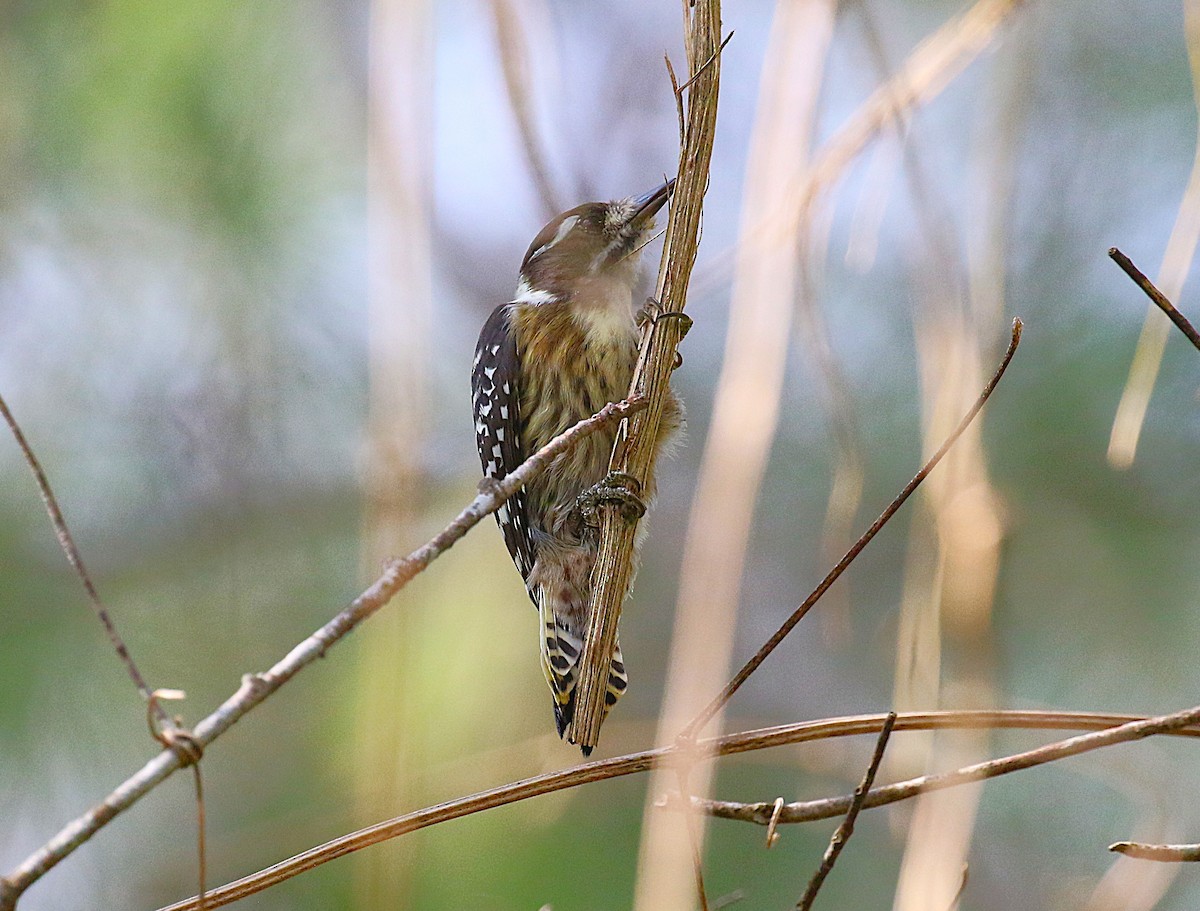 knøttspett - ML647277570