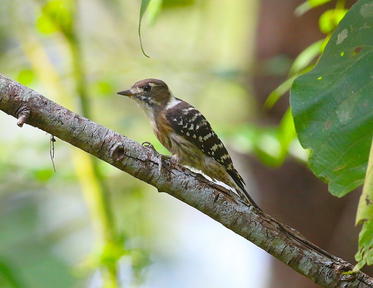 knøttspett - ML647277571