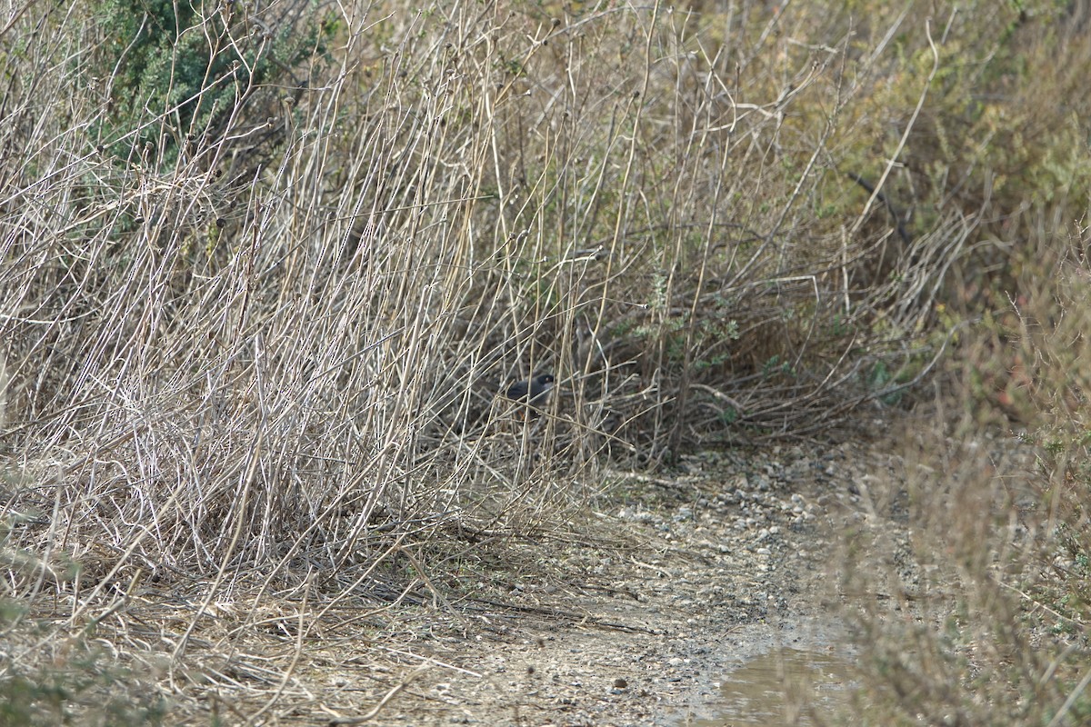 Samtkopf-Grasmücke - ML647277585