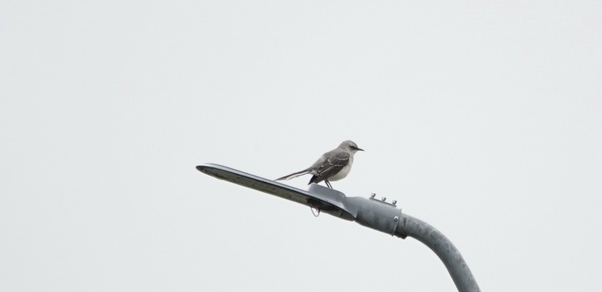 Tropikal Taklitçi - ML647277586