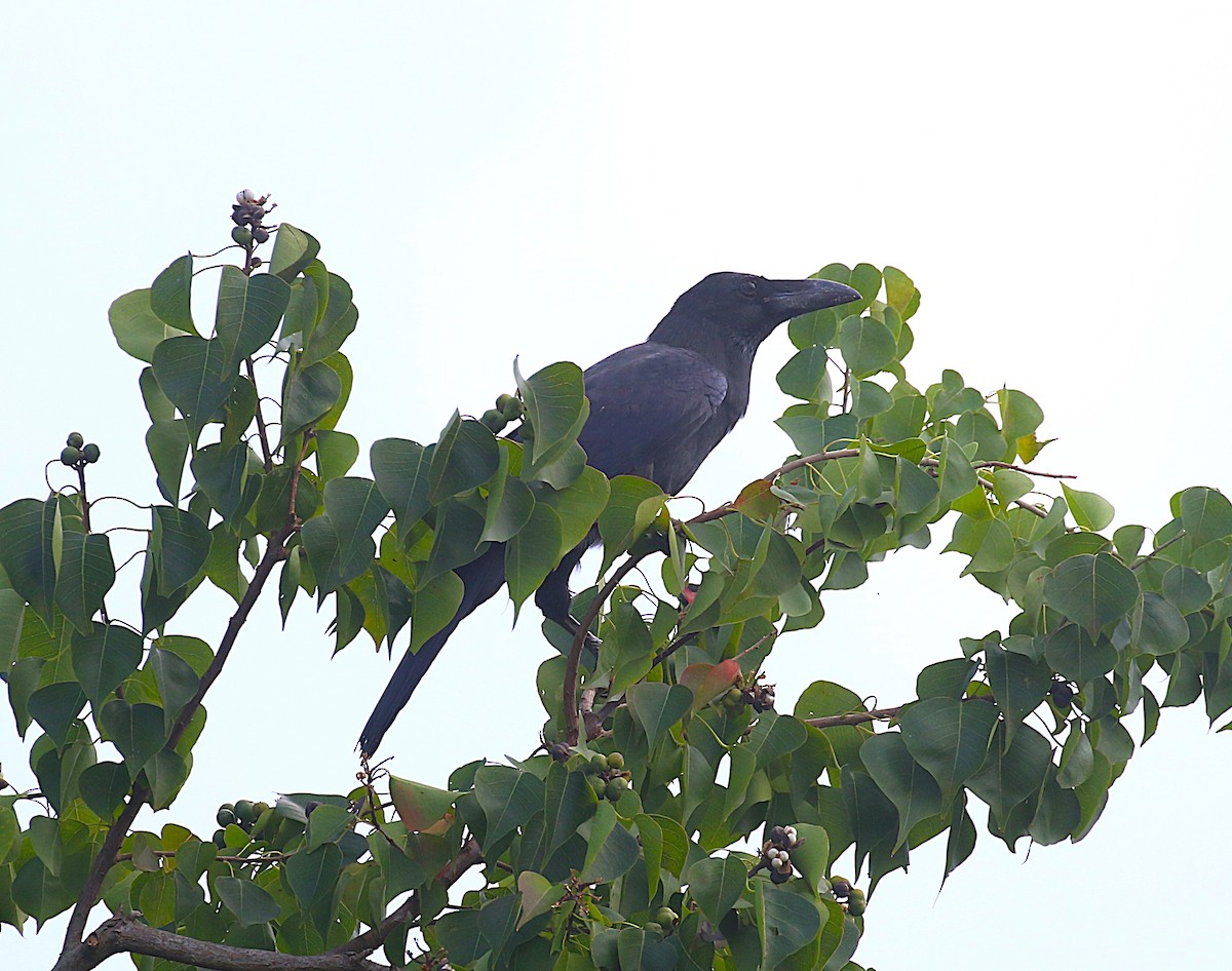 tykknebbkråke (macrorhynchos gr.) - ML647277587