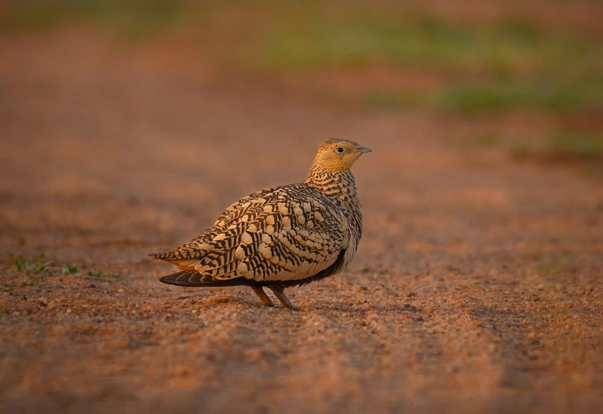 stepokur hnědobřichý - ML647277589