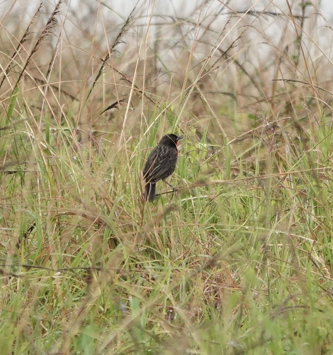 Red-breasted Meadowlark - ML647277591