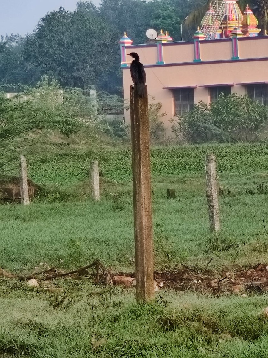 Little Cormorant - ML647277594