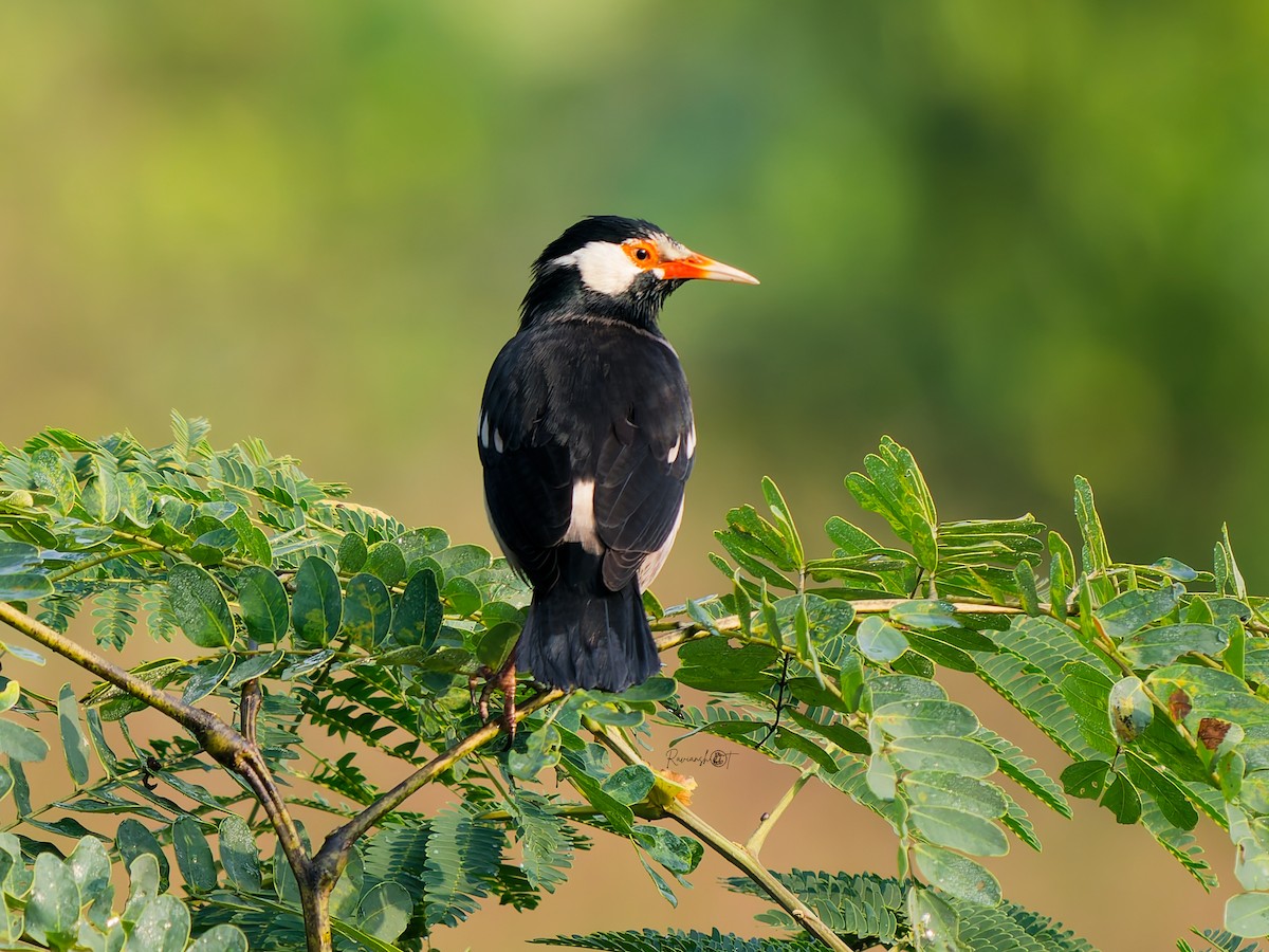 Indian Pied Starling - ML647277598