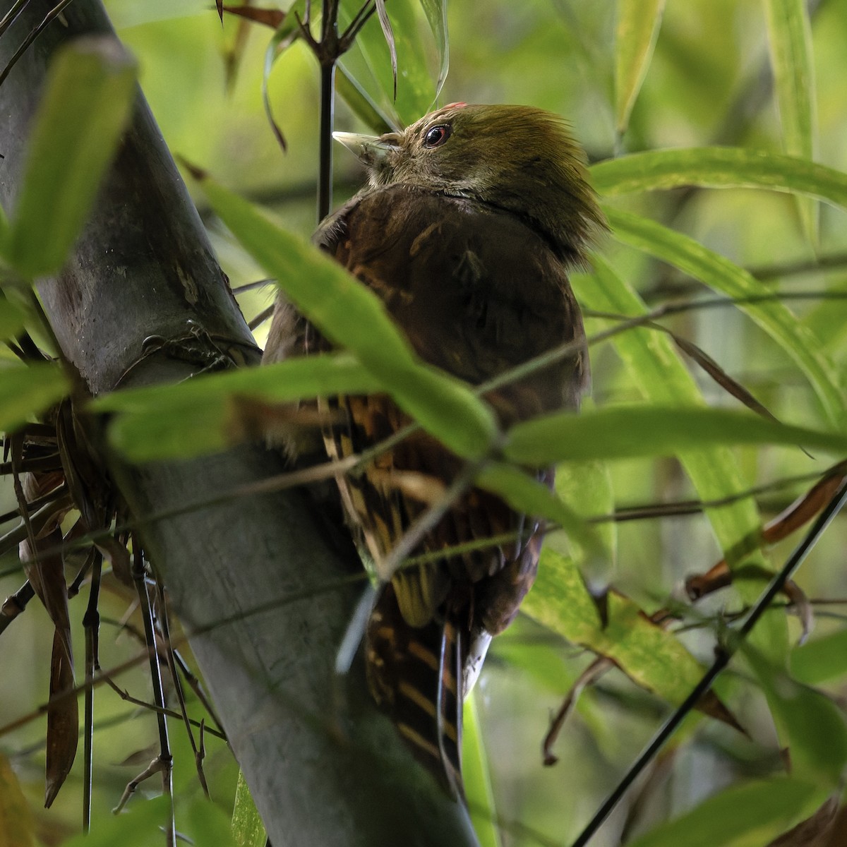 Pale-headed Woodpecker - ML647277604