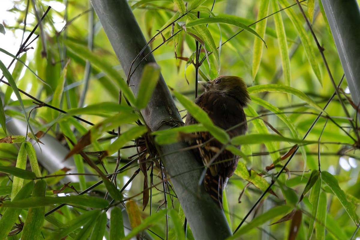Pale-headed Woodpecker - ML647277606