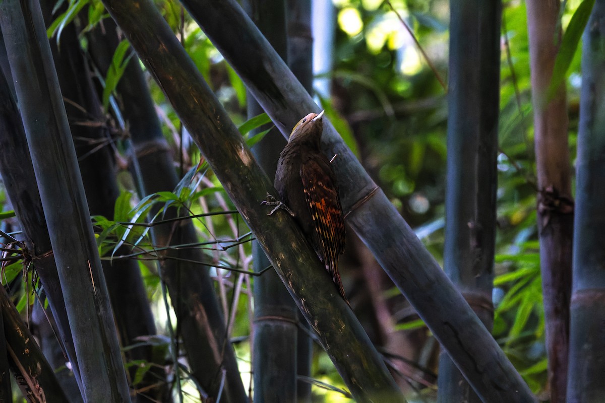 Pale-headed Woodpecker - ML647277607