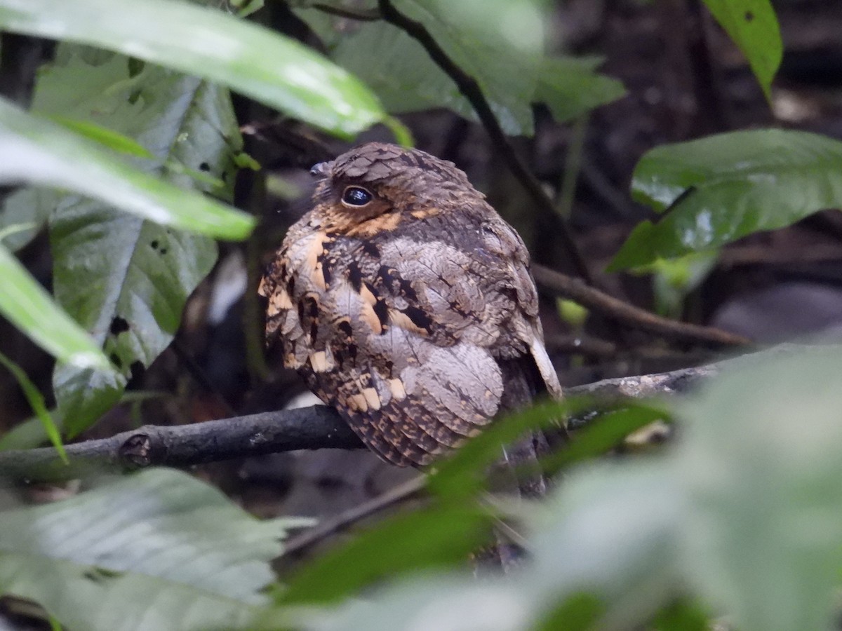 Philippine Nightjar - ML647277628