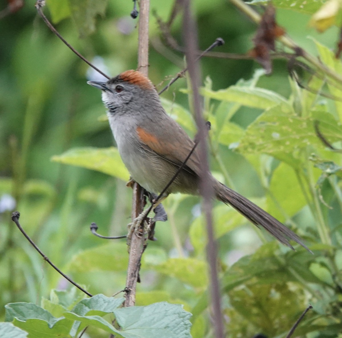 Pale-breasted Spinetail - ML647277632