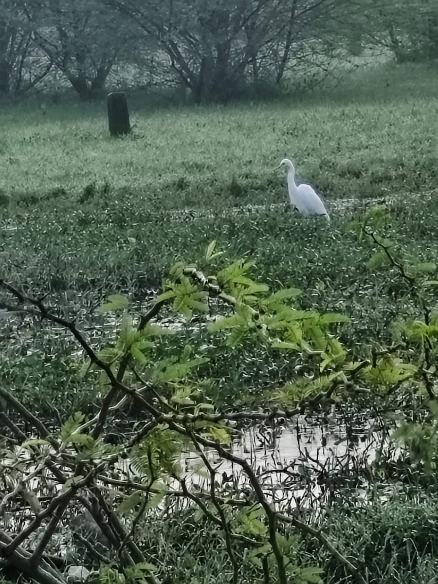 Medium Egret - ML647277633