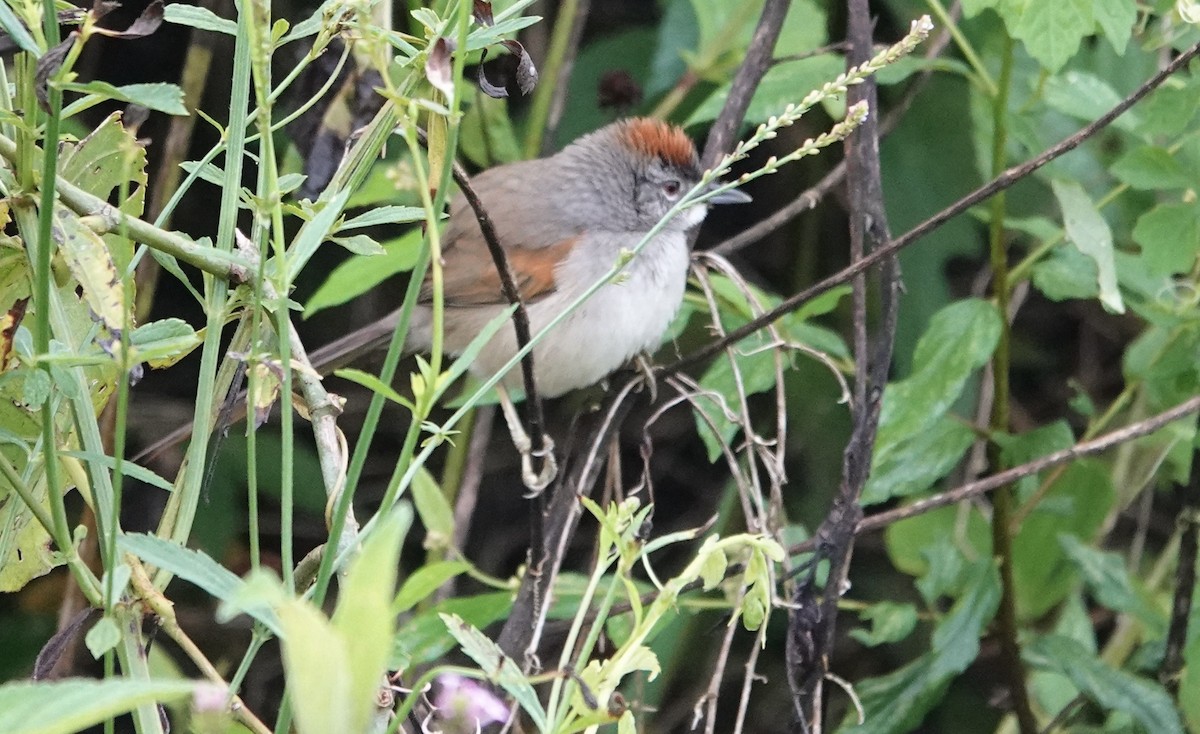 Pale-breasted Spinetail - ML647277634