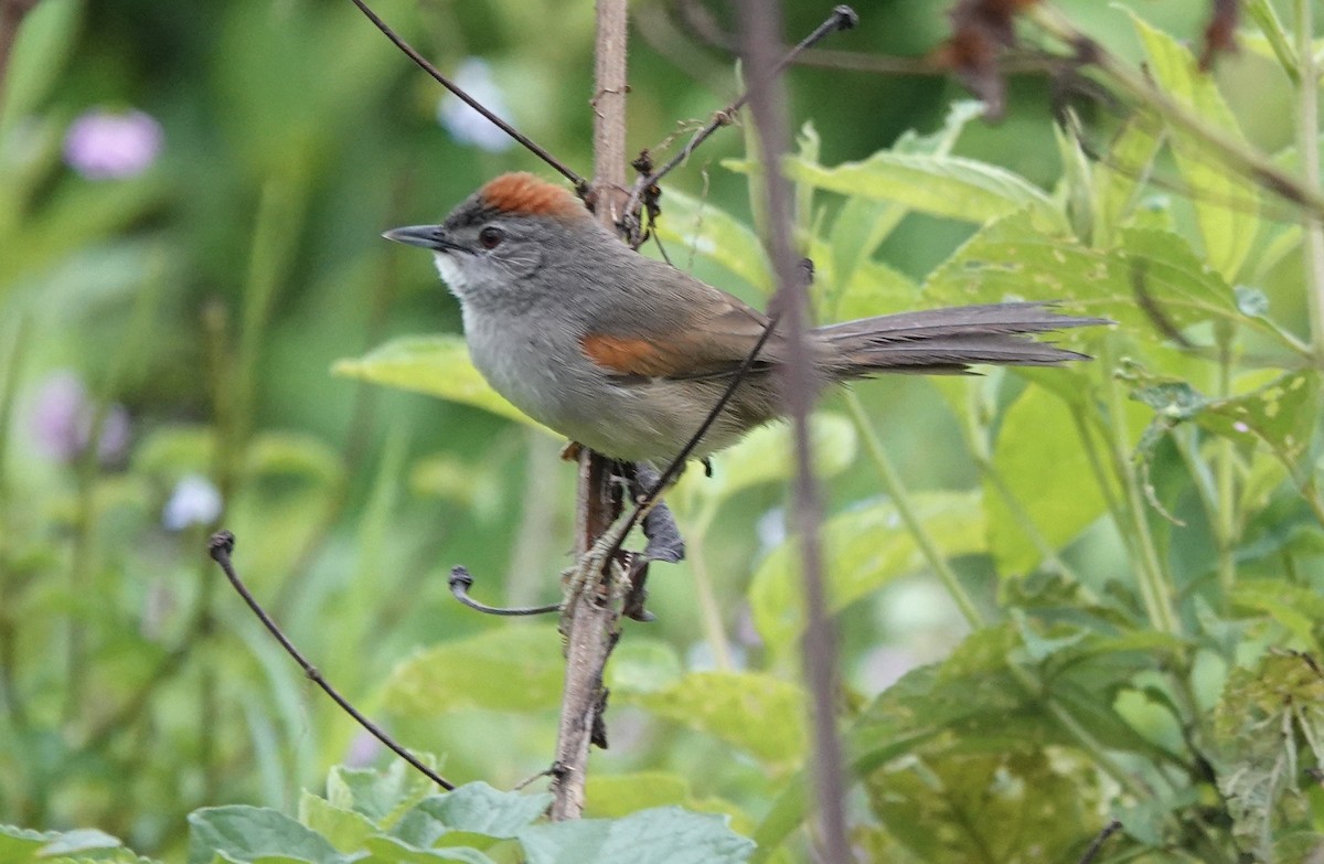Pale-breasted Spinetail - ML647277635