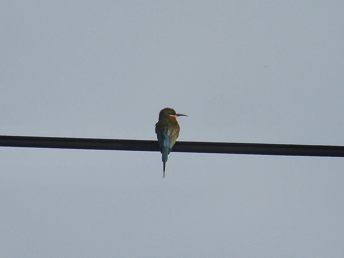 Blue-tailed Bee-eater - ML647277638