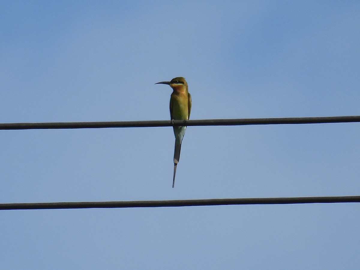 Blue-tailed Bee-eater - ML647277639