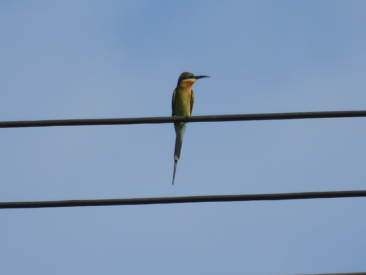 Blue-tailed Bee-eater - ML647277640