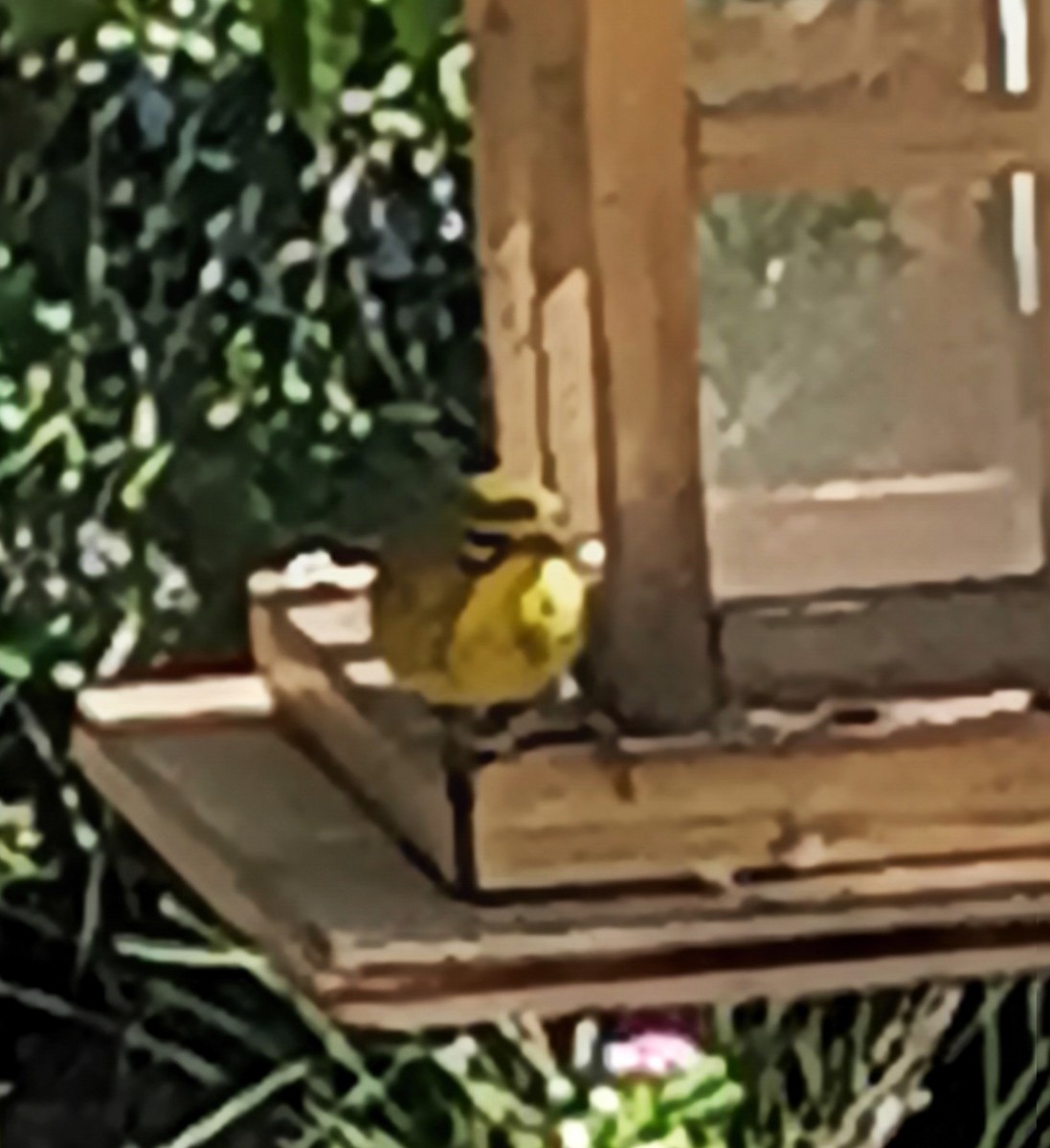 Prairie Warbler - ML647277641