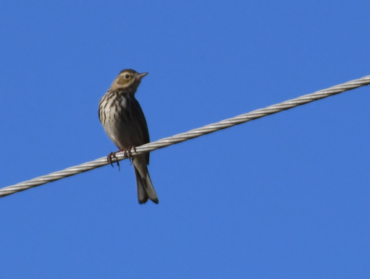 Tree Pipit - ML647277642