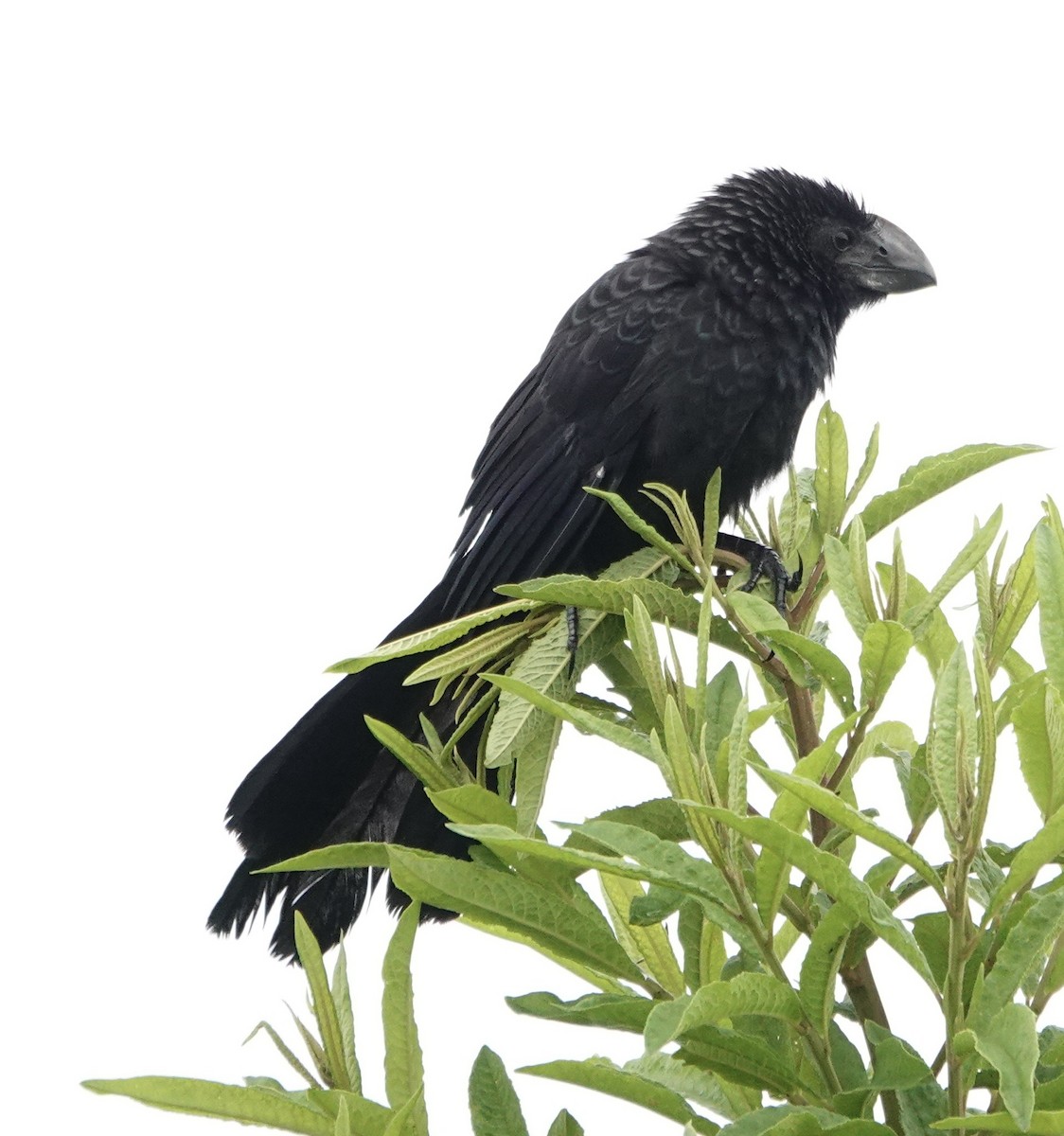 Smooth-billed Ani - ML647277643