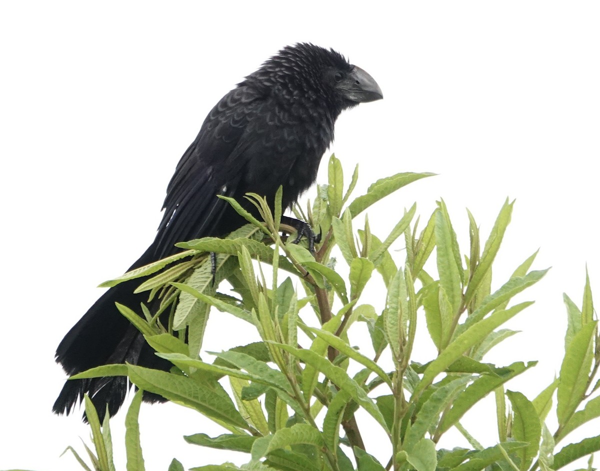 Smooth-billed Ani - ML647277644
