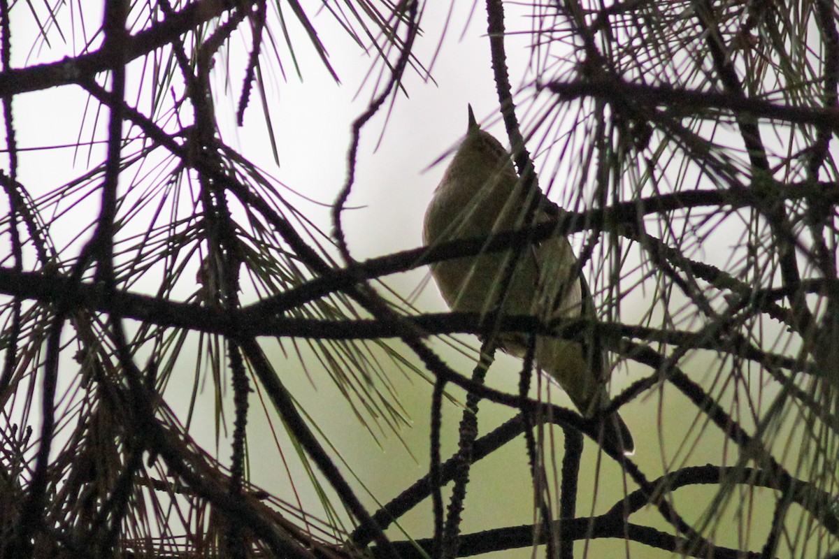 Common Chiffchaff - ML647277647