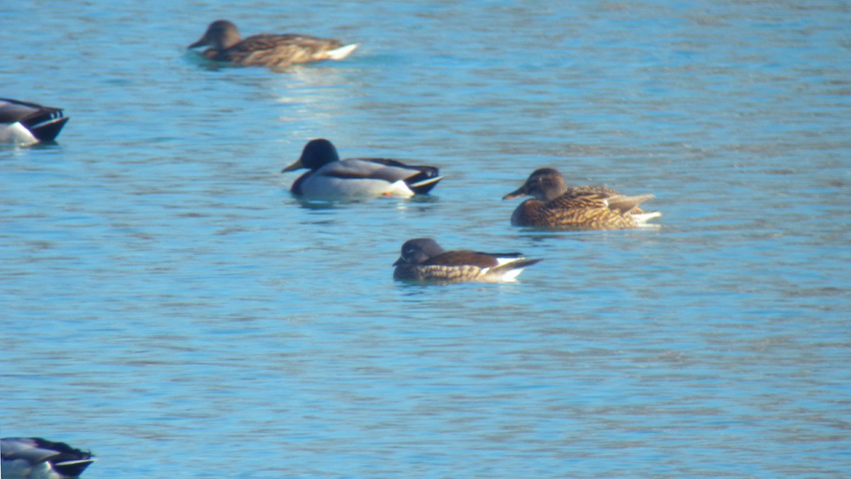 Mandarin Duck - ML647277649