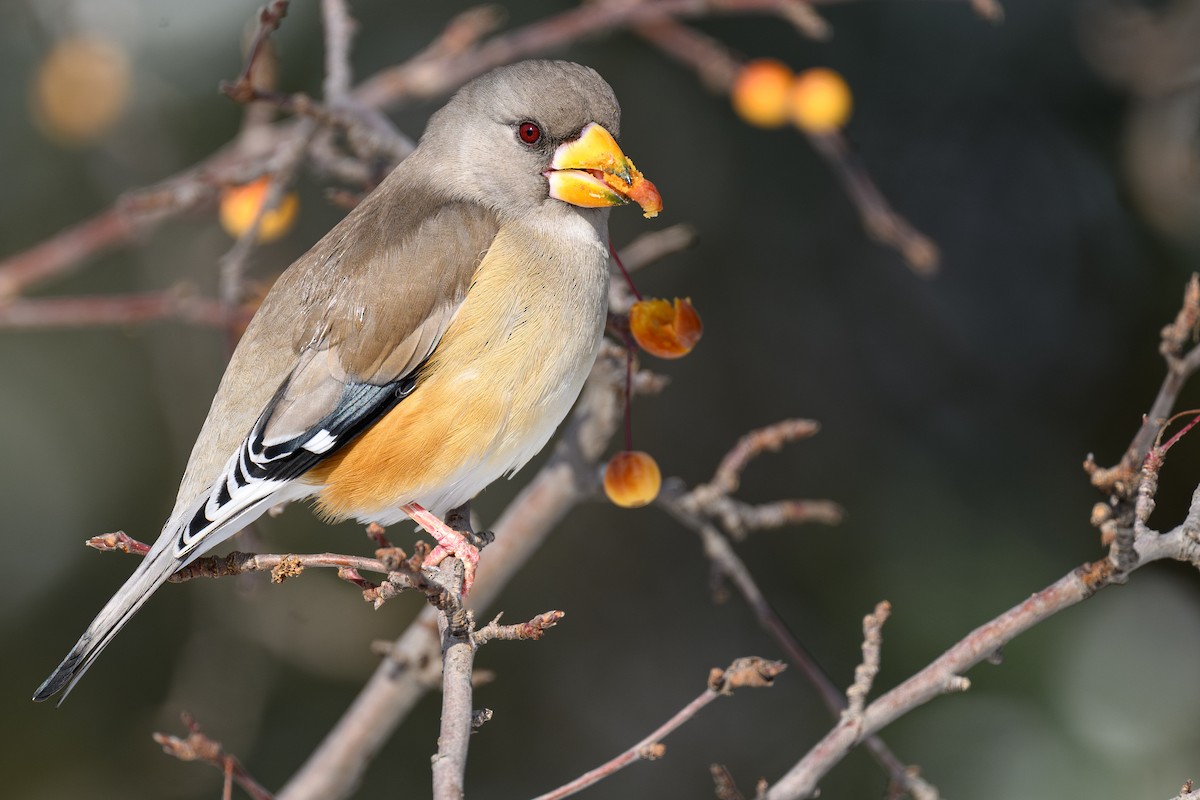 Yellow-billed Grosbeak - ML647277650
