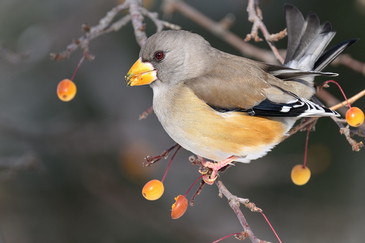 Yellow-billed Grosbeak - ML647277651