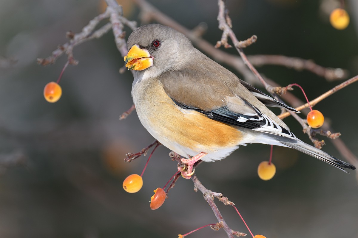 Yellow-billed Grosbeak - ML647277652