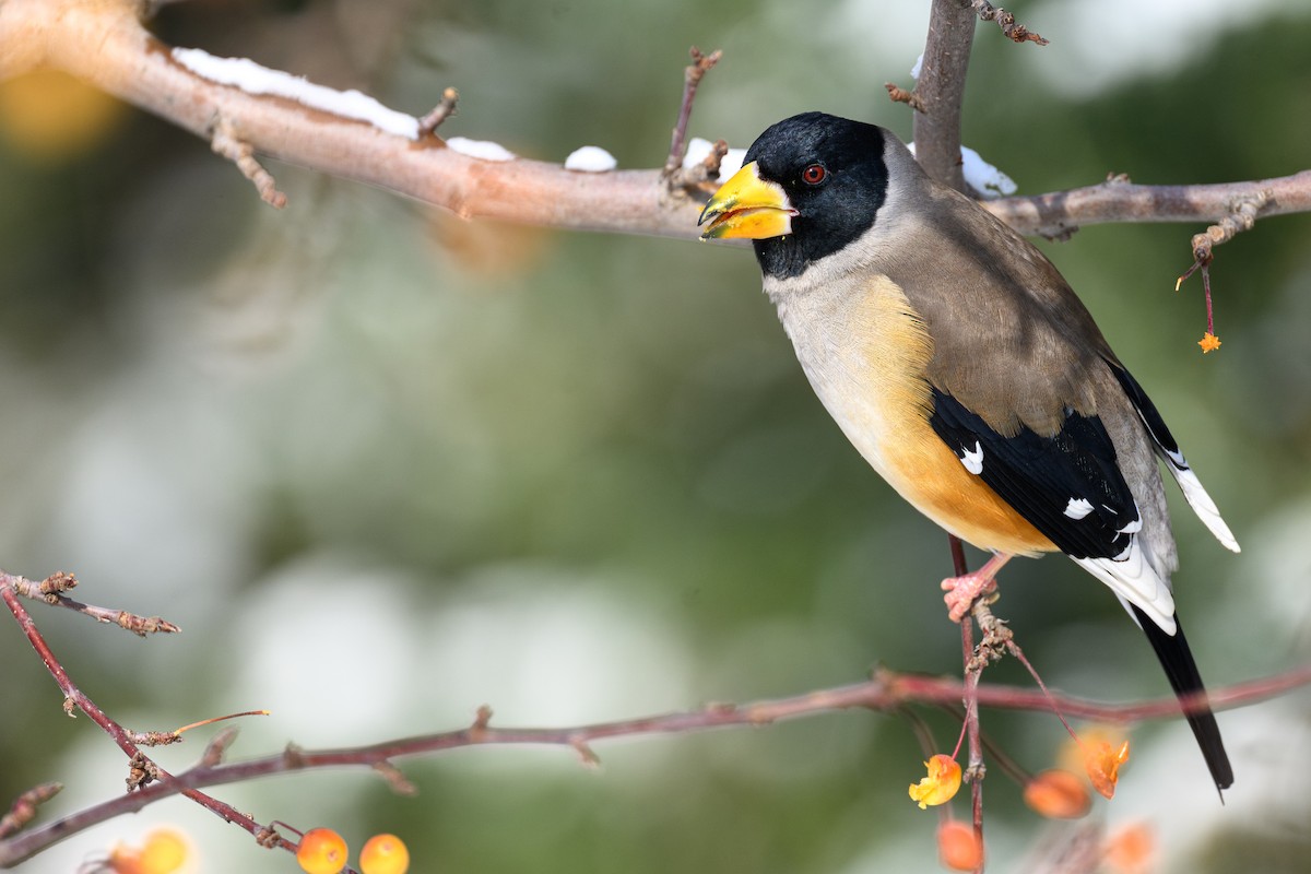 Yellow-billed Grosbeak - ML647277653