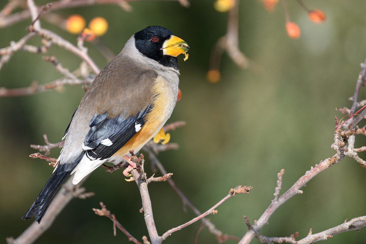 Yellow-billed Grosbeak - ML647277654