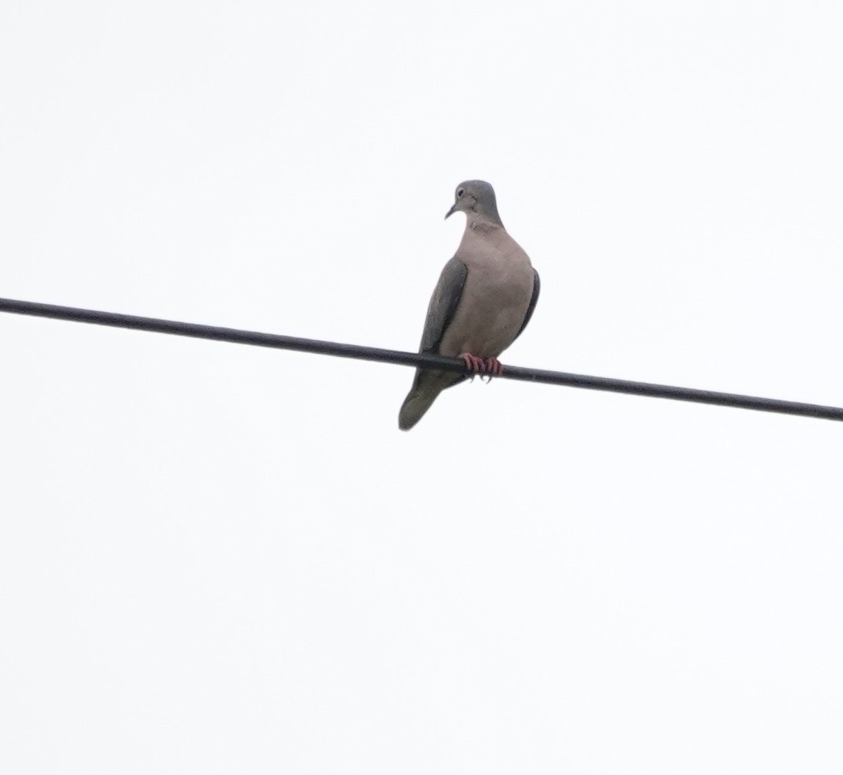 Eared Dove - ML647277656