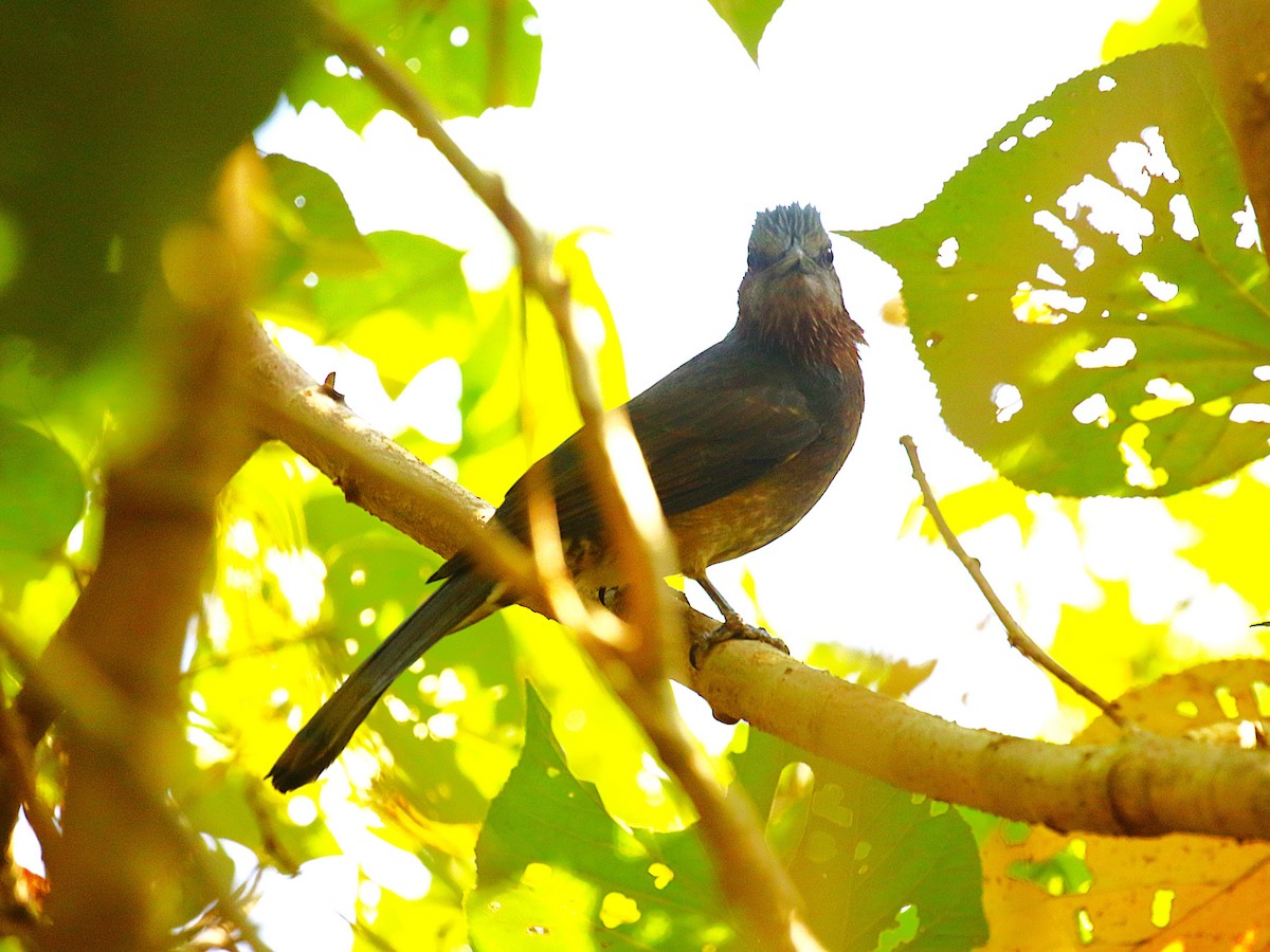 Brown-eared Bulbul - ML647277659