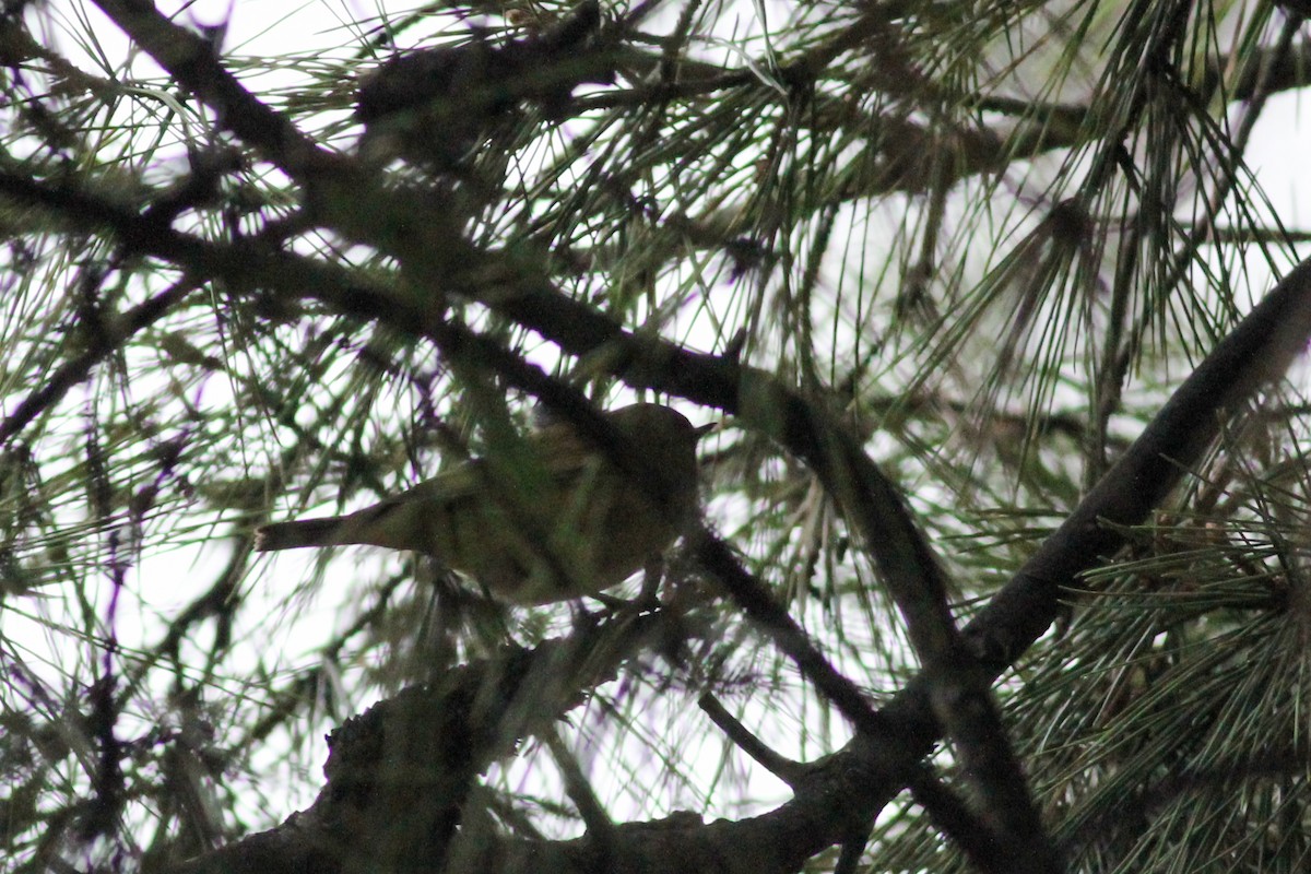 Common Chiffchaff - ML647277660