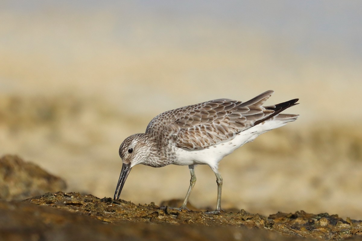 Great Knot - ML647277661