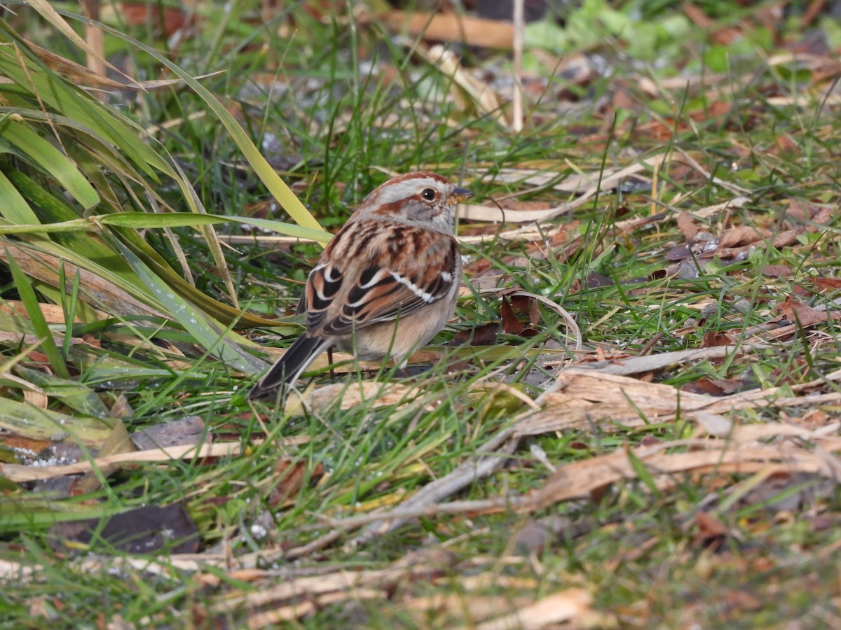 American Tree Sparrow - ML647277662