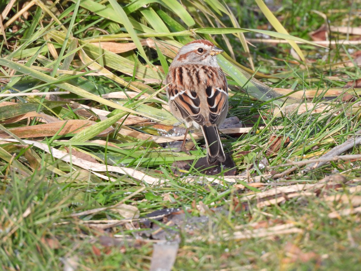 American Tree Sparrow - ML647277663